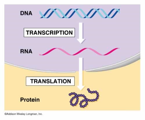Western Blot